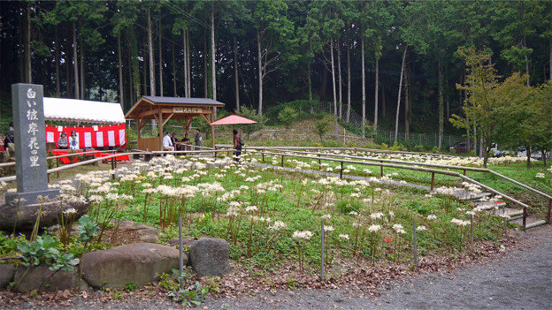 不老山正光寺・白い彼岸花まつり(1)
