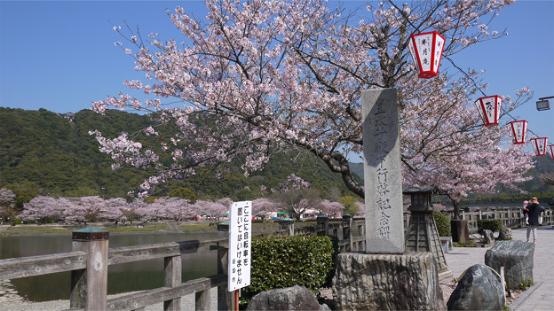 錦帯橋@2017(2)桜