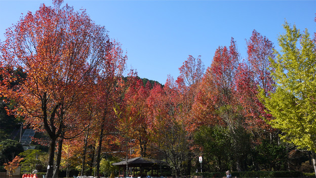 油山市民の森(5)