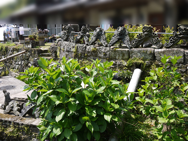 椿堂・椿大堂・椿光寺 への道のり(2)