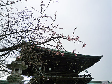 宮地嶽神社の緋寒桜(1)