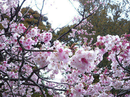 宮地嶽神社の緋寒桜(3)