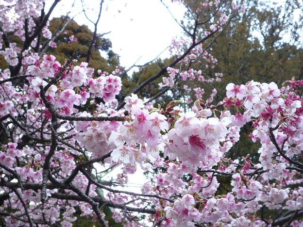 宮地嶽神社の緋寒桜 2 開運桜 写真共有サイト フォト蔵