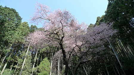 虎尾桜(2)