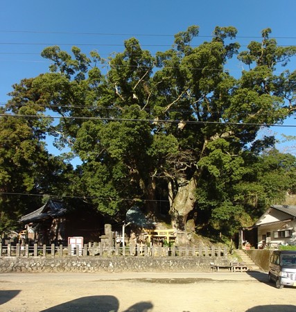 ootaninokusu_p01