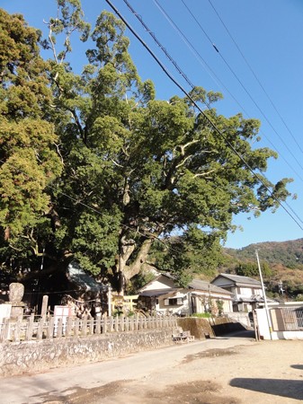 ootaninokusu01