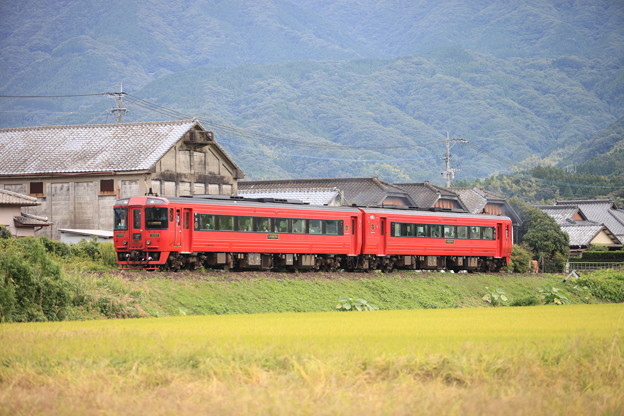 稲穂と特急列車
