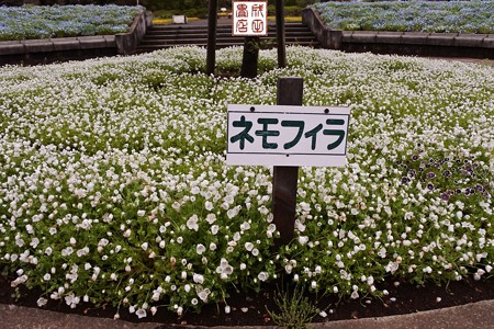 大宮花の丘公園06