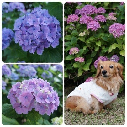 20120618 紫陽花