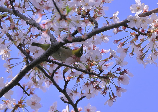 桜メジロちゃん（2）