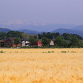 白山と麦畑