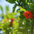 ザクロの花