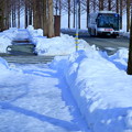 雪のメタセコイアの並木道　バス