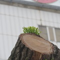 新芽