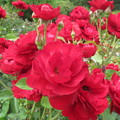 Photos: 赤