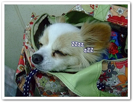 (_ _)。。ooOZZZ