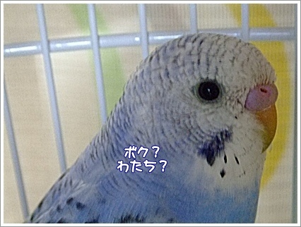 僕?私?