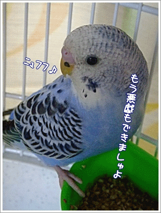 インコちゃんの悪戯はじめ♪