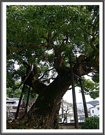 クスノキの森