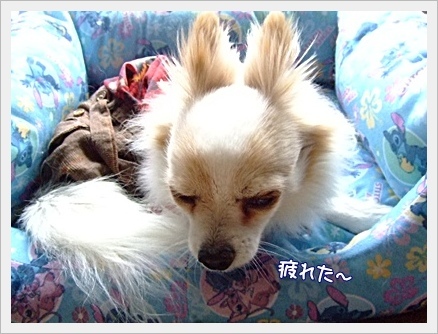 疲れた~DSCF5972