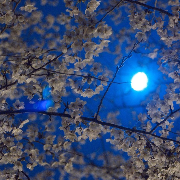 Photos: 月と桜