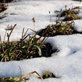 Photos: 残雪