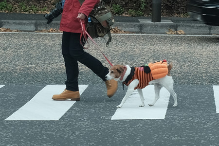 Pumpkin Dog-6381