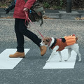 Pumpkin Dog-6381