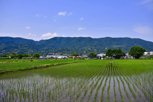 梅雨の晴れ間の開成町 田んぼ風景 20170610