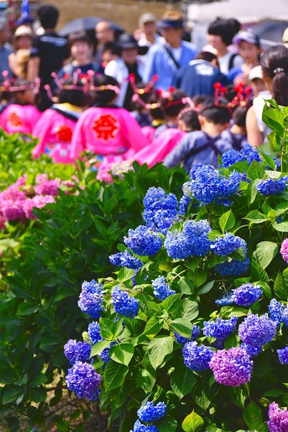 開成町あじさい祭りの風景。。紫陽花 20170610