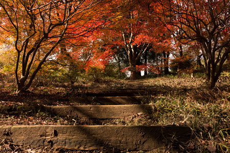 2014紅葉の鳥見山公園・4