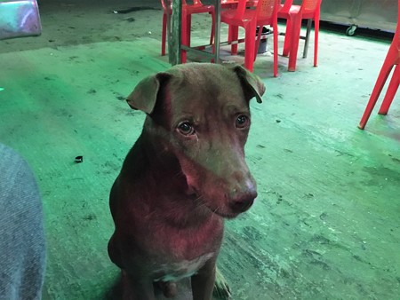 ロタ 泣き犬