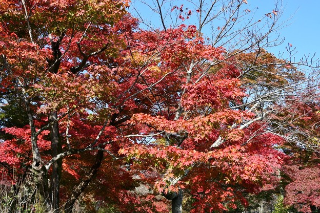 20171115京都嵐山嵯峨野6