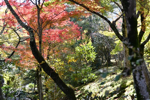 20171115京都嵐山嵯峨野10