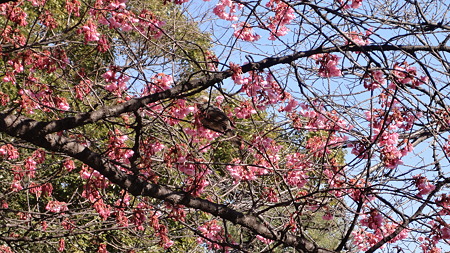 品川宿 荏原神社 寒桜にツグミ