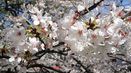 品川宿 目黒川の桜