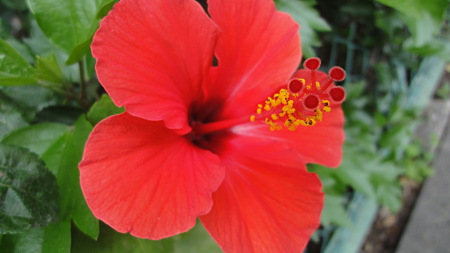 ハイビスカス?　新馬場あたり