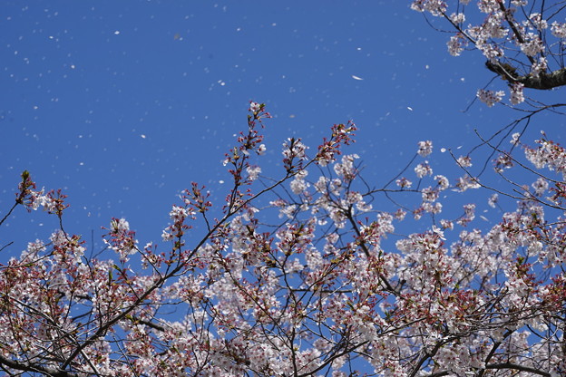 花吹雪DSC01468