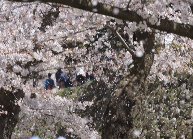 花吹雪komoro_DSC01458