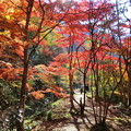 親水公園のモミジ