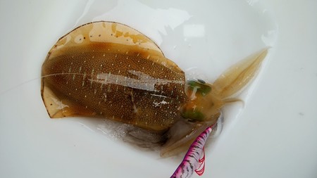 Squid_1