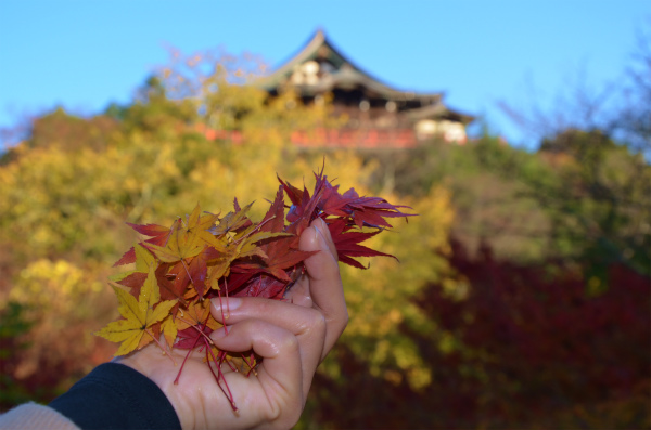 紅や黄色の綺麗なもみじの葉っぱを拾い集めた