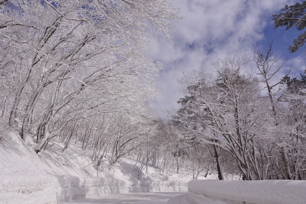 青空と雪化粧した枝の風景が美しい