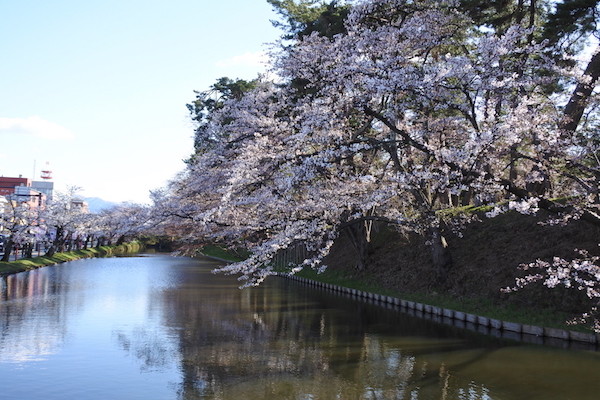 正面の桜は８分咲き