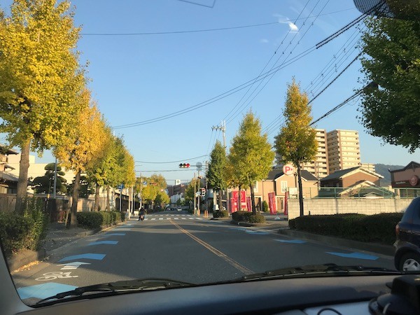 近所のイチョウも色づき始めた