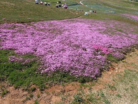 29 GW 秋田 大森公園 4