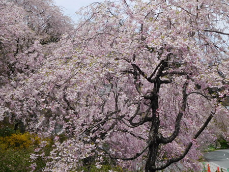 DSCN1411