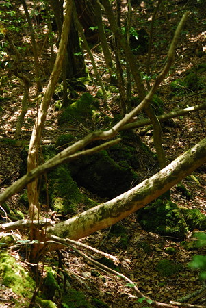 DSC_0706