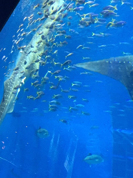 美ら海水族館