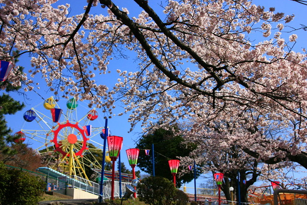 Photos: かみね公園 桜